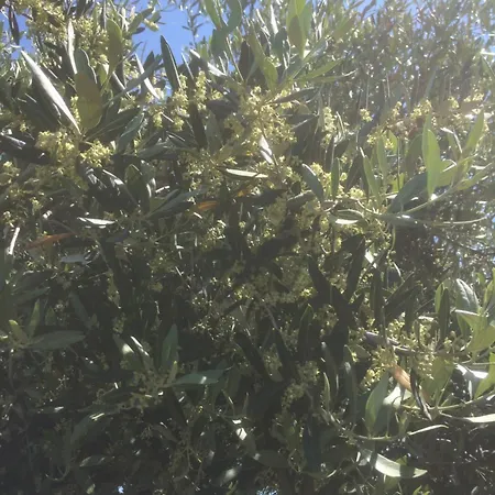 Cerquatonda Montalto delle Marche