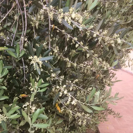 Κατάλυμα σε φάρμα Cerquatonda *