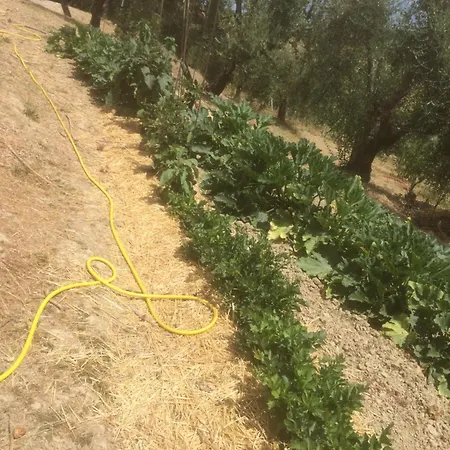 ファームステイ Cerquatonda Montalto delle Marche