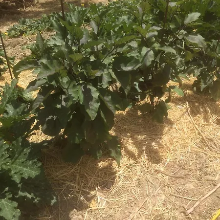 Κατάλυμα σε φάρμα Cerquatonda *