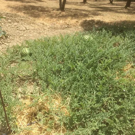 Cerquatonda * Montalto delle Marche