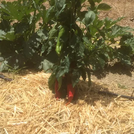 Cerquatonda ファームステイ