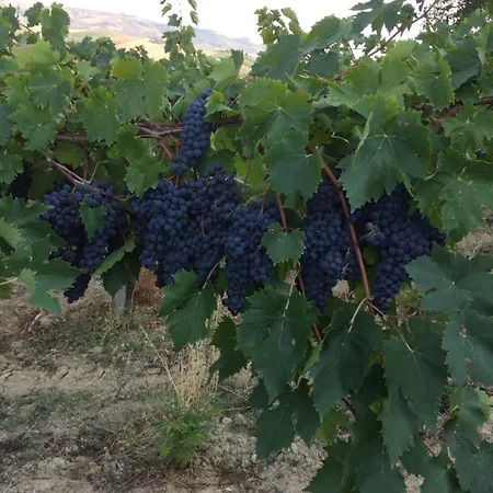 Cerquatonda ファームステイ Montalto delle Marche