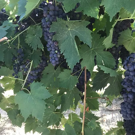 Cerquatonda ファームステイ