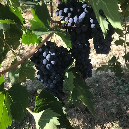 Cerquatonda Montalto delle Marche