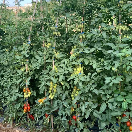 Cerquatonda Montalto delle Marche